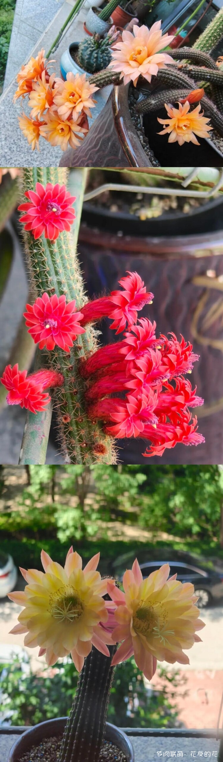 花友的仙人球花也很漂亮