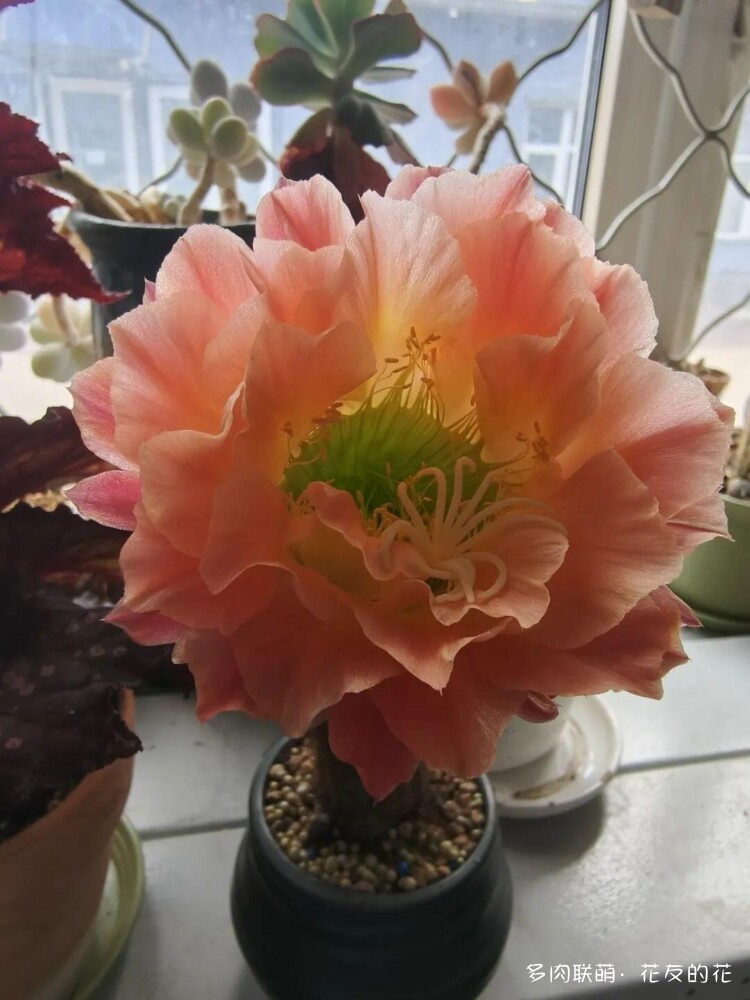 花友的仙人球花也很漂亮