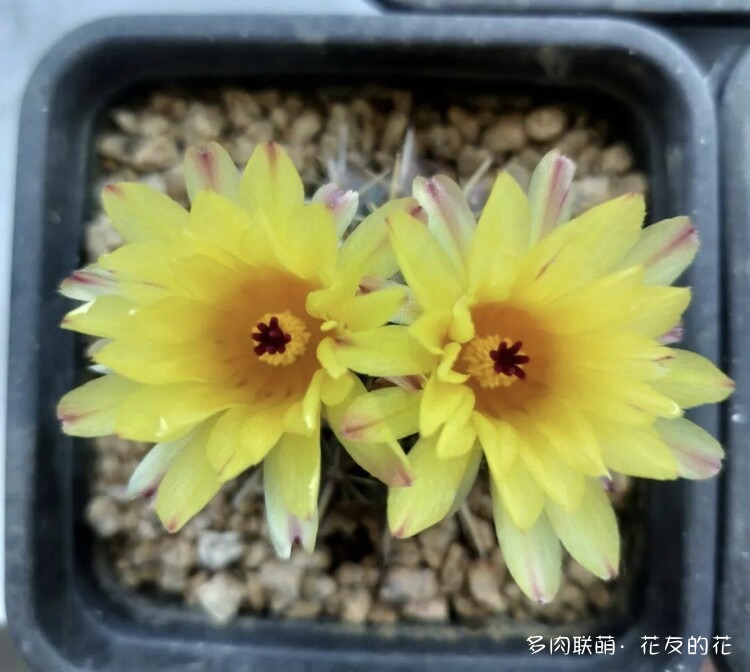 花友的仙人球花也很漂亮