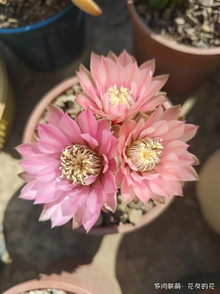 花友的仙人球花也很漂亮