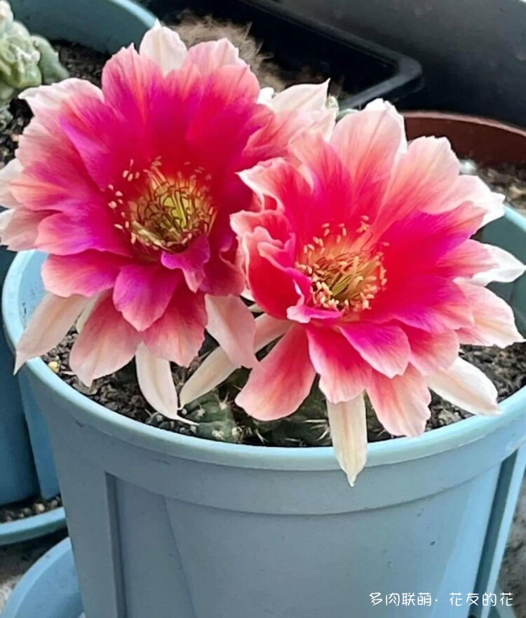 花友的仙人球花也很漂亮