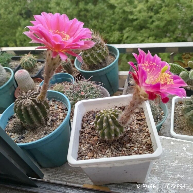 花友的仙人球花也很漂亮