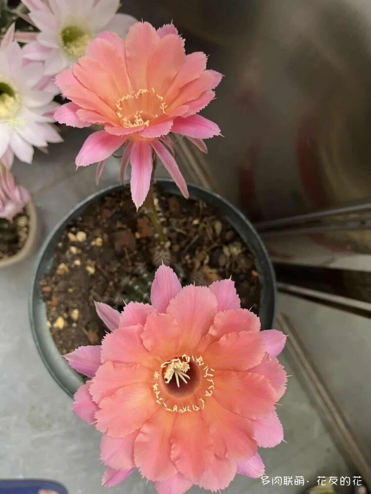 花友的仙人球花也很漂亮