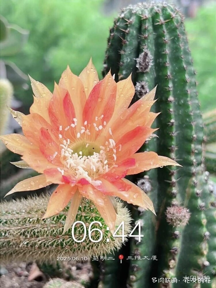 花友的仙人球花也很漂亮