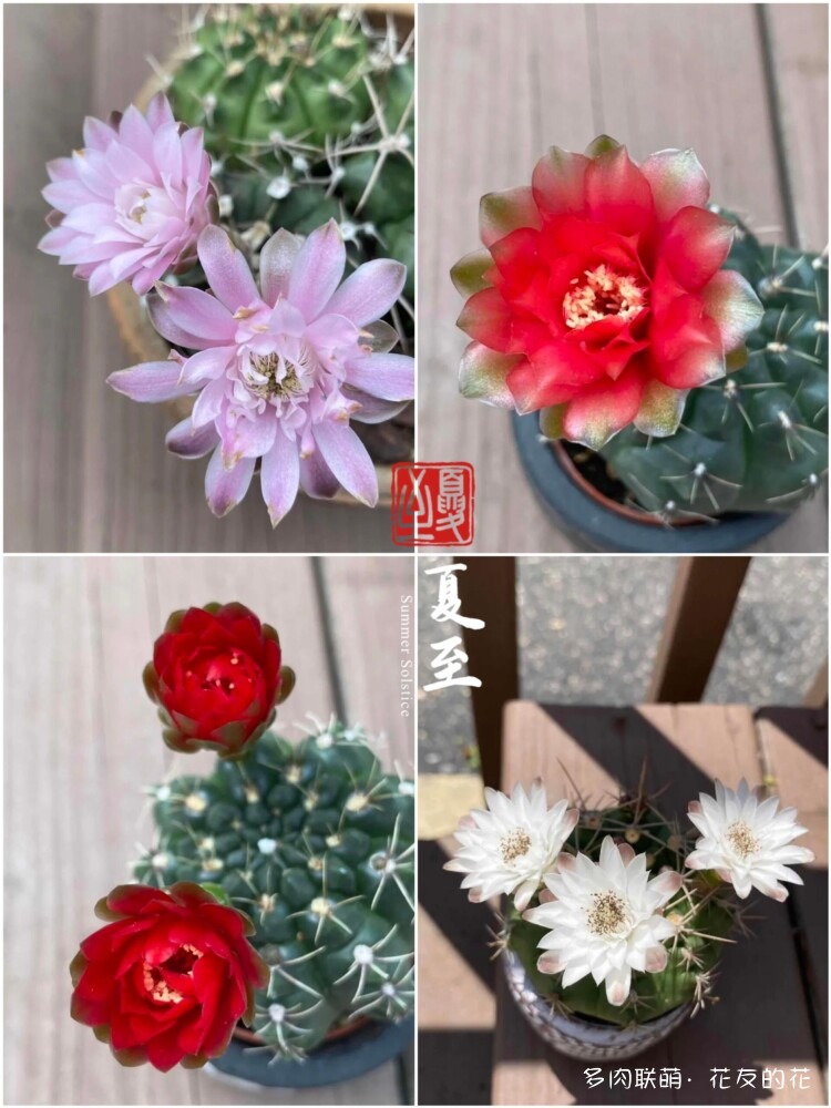 花友的仙人球花也很漂亮