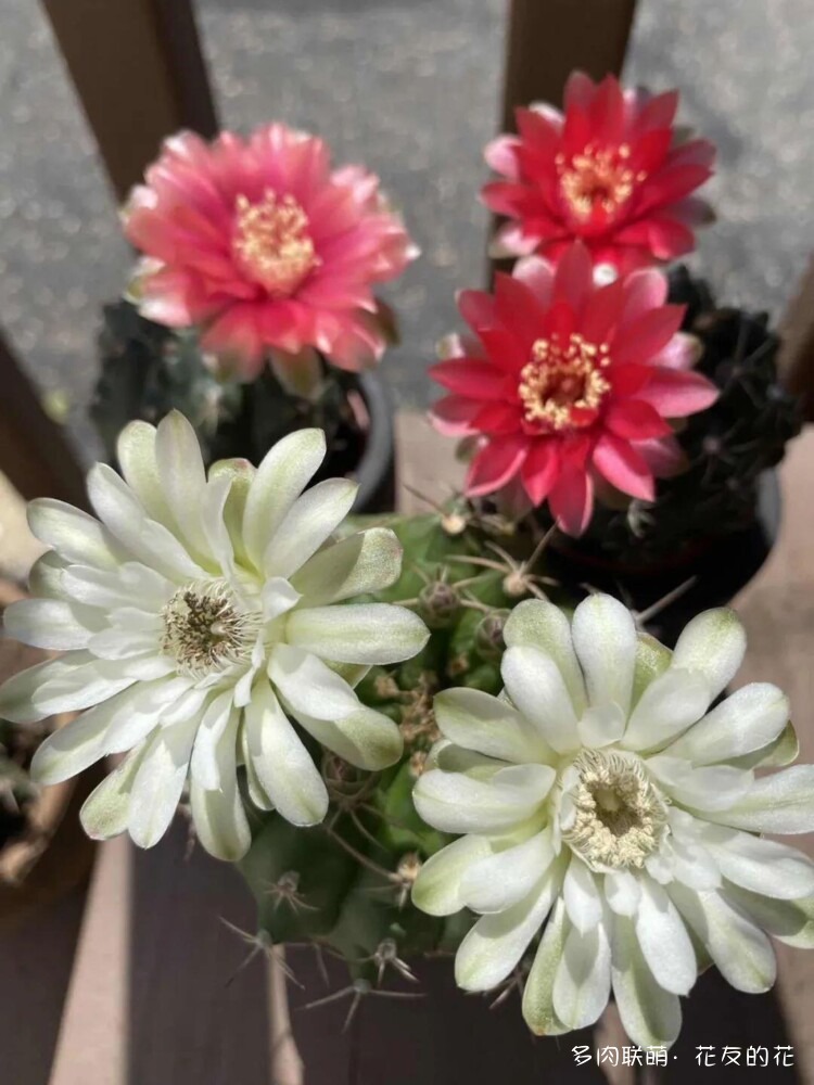 花友的仙人球花也很漂亮