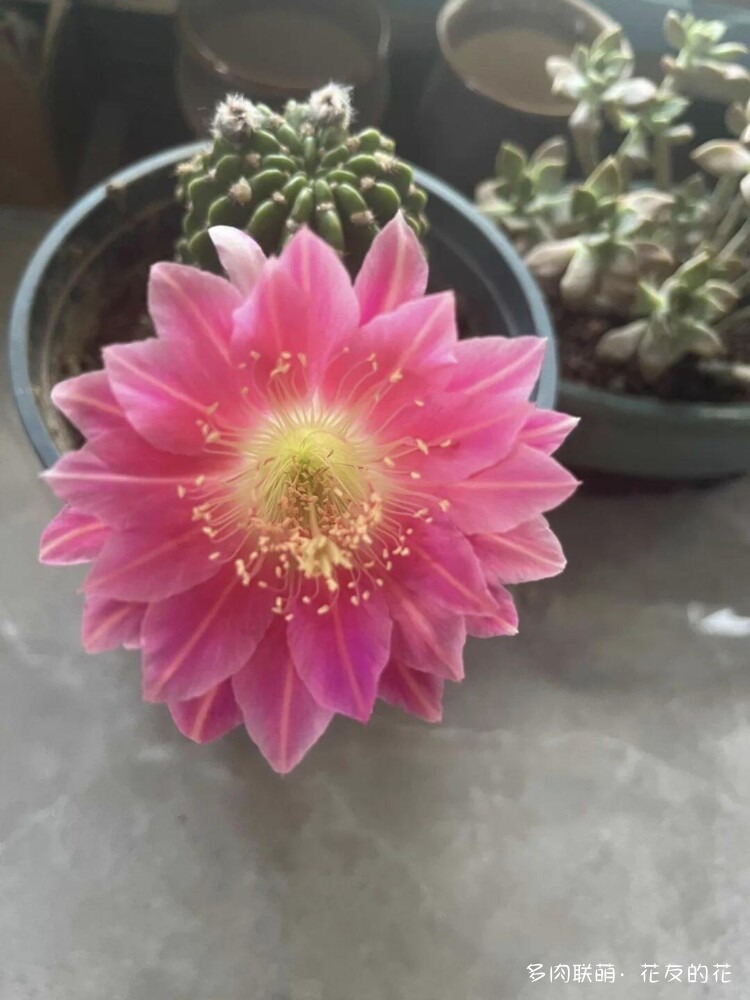 花友的仙人球花也很漂亮