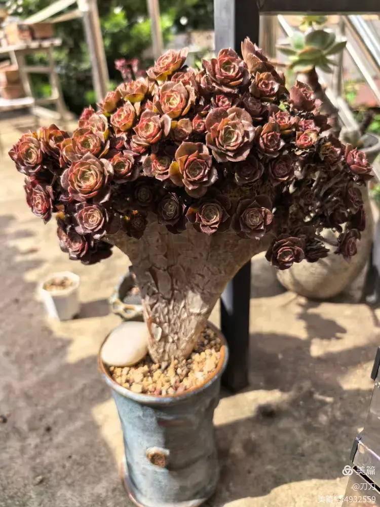 厦门已经有些年份的多肉在初夏的表现