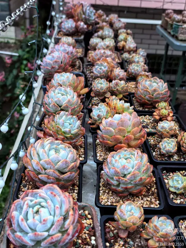 厦门已经有些年份的多肉在初夏的表现
