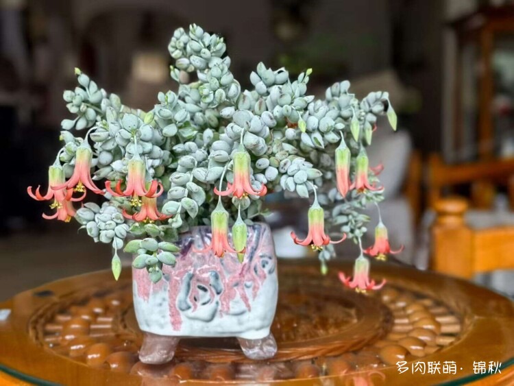 多肉像朵花