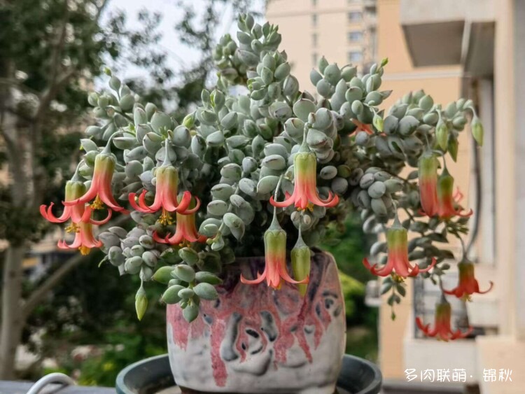 多肉像朵花