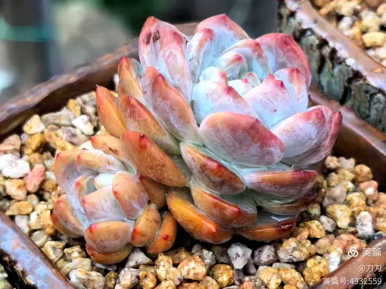 厦门已经有些年份的多肉在初夏的表现