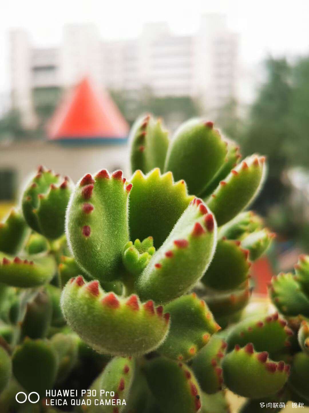 多肉像朵花