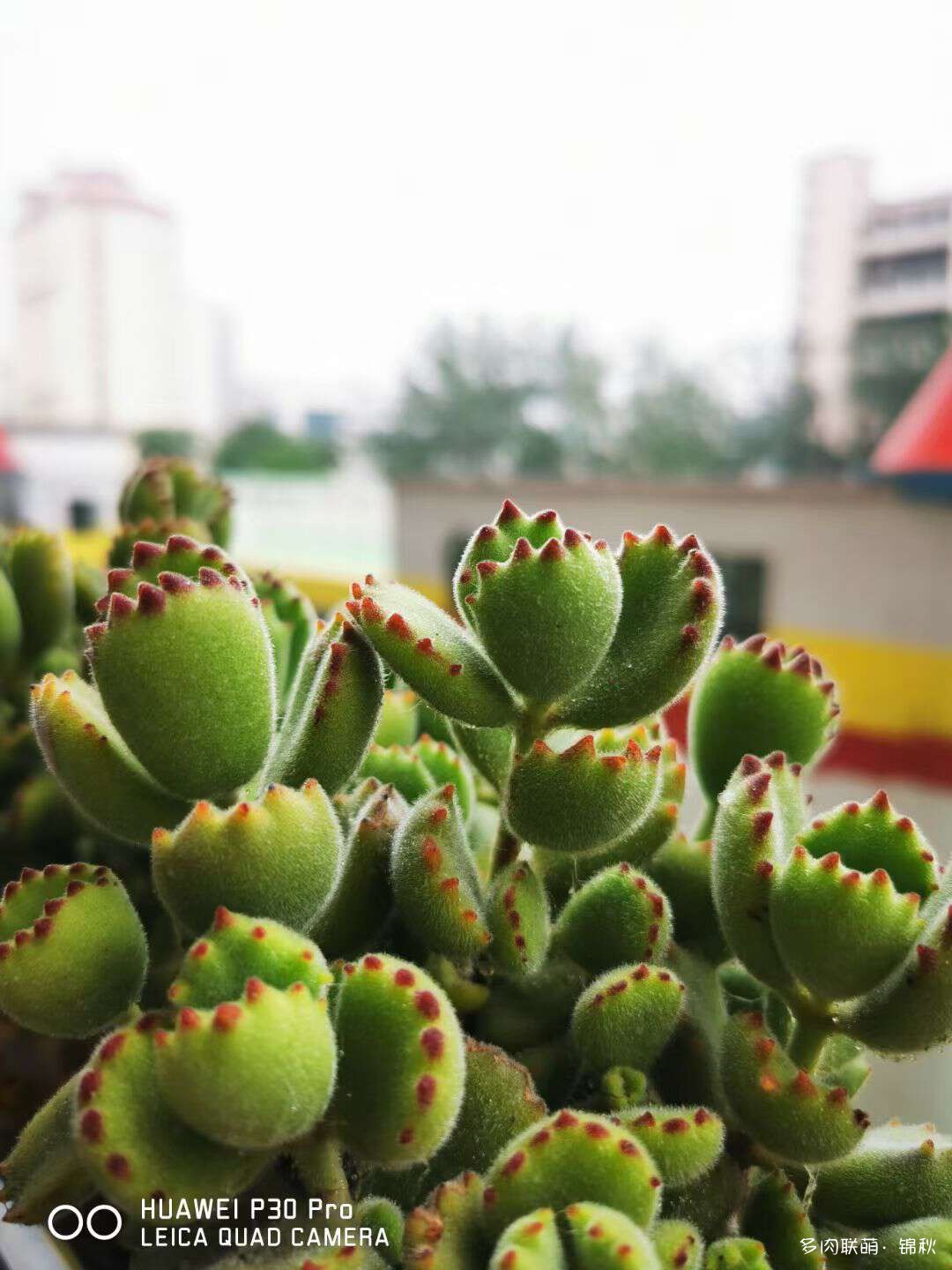 多肉像朵花