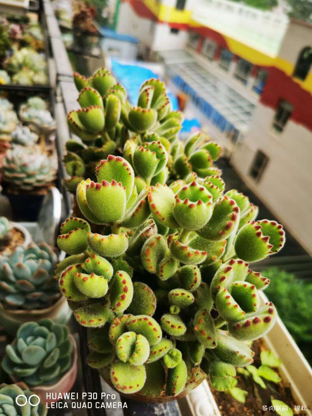 多肉像朵花