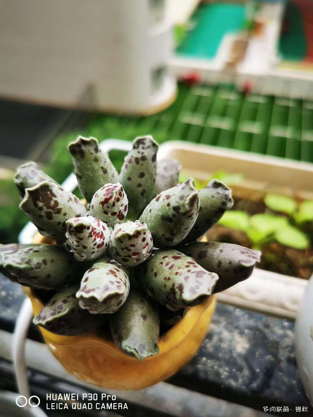 多肉像朵花