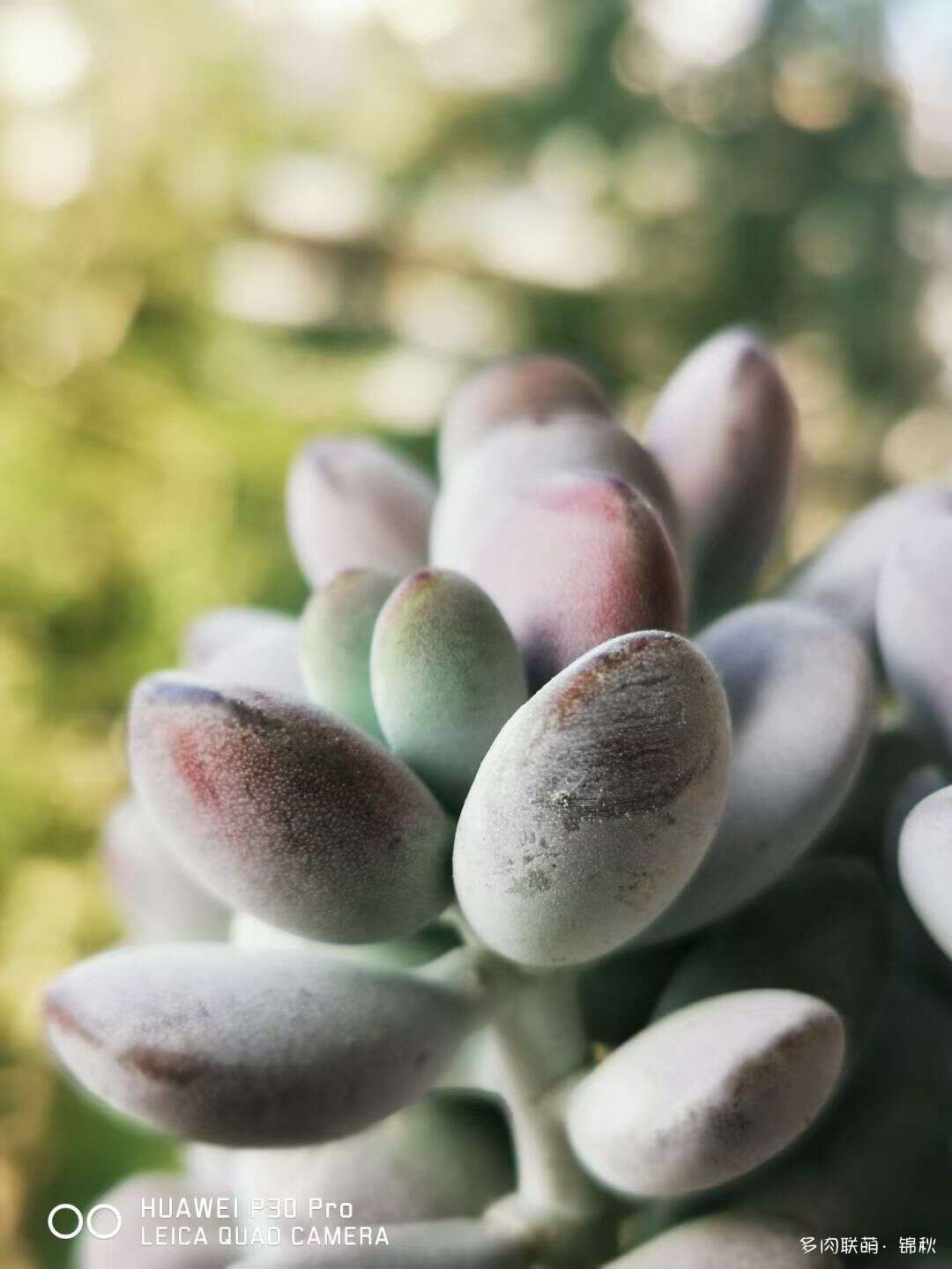 多肉像朵花