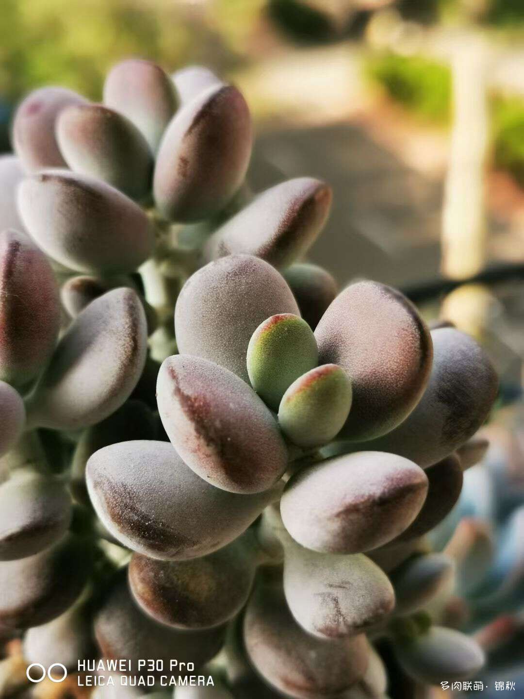 多肉像朵花