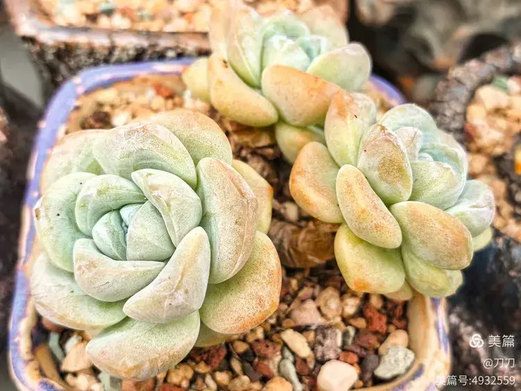 厦门已经有些年份的多肉在初夏的表现