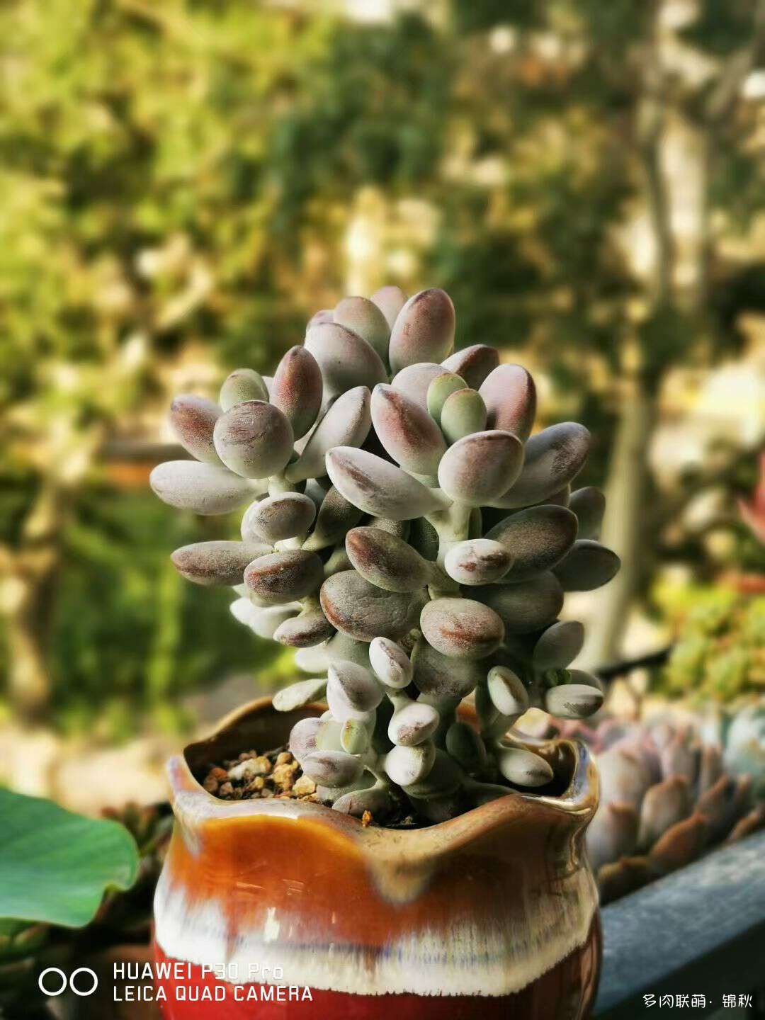 多肉像朵花