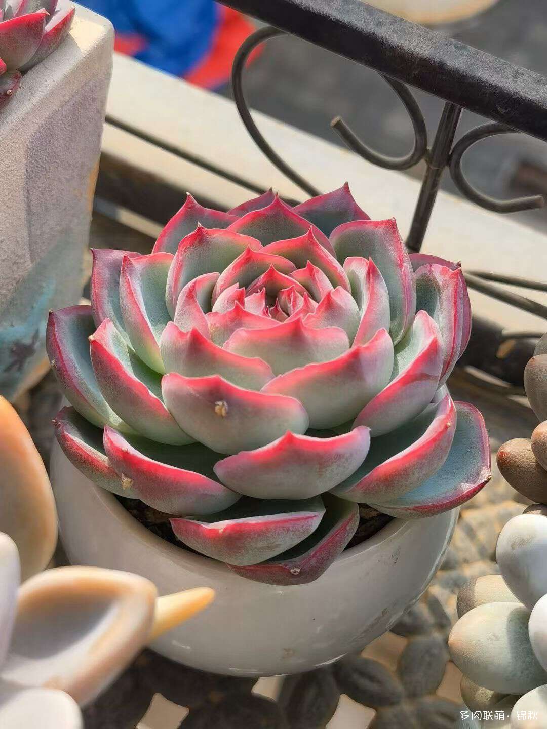 多肉像朵花