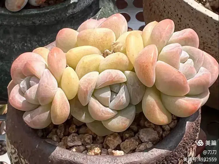 厦门已经有些年份的多肉在初夏的表现