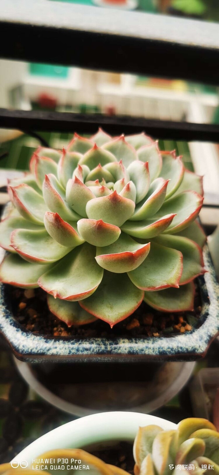 多肉像朵花