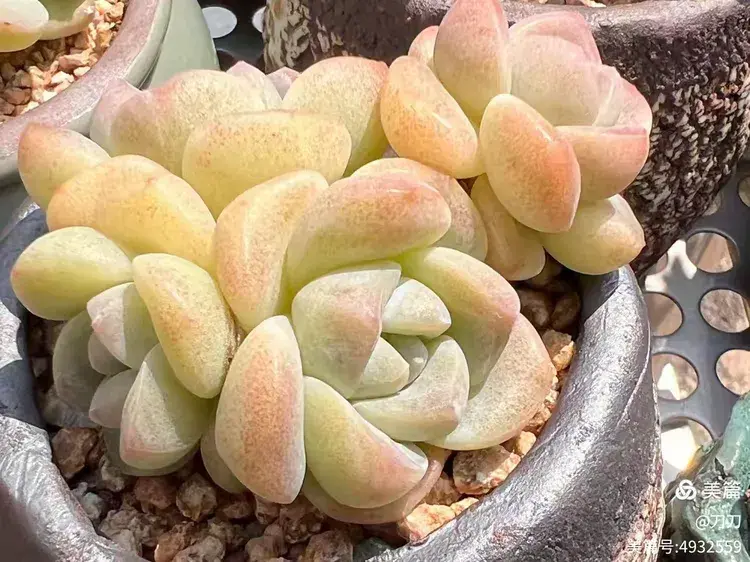 厦门已经有些年份的多肉在初夏的表现