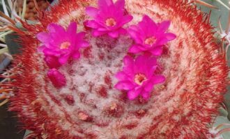 为有暗香来（球花篇六）