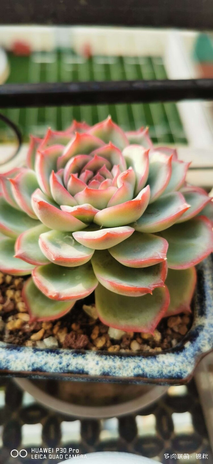 多肉像朵花