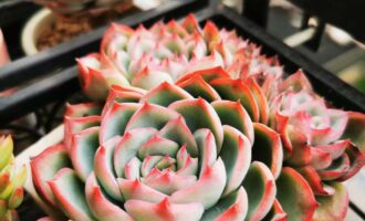 把每一棵多肉养成花儿一样