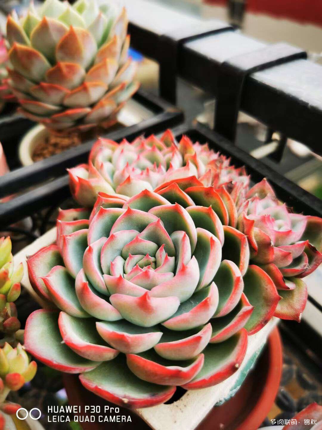 多肉像朵花