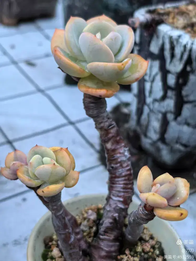 厦门已经有些年份的多肉在初夏的表现