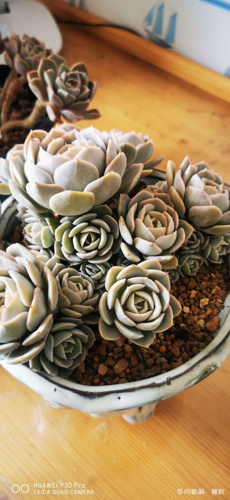 多肉像朵花