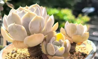 细数我的那些老多肉们