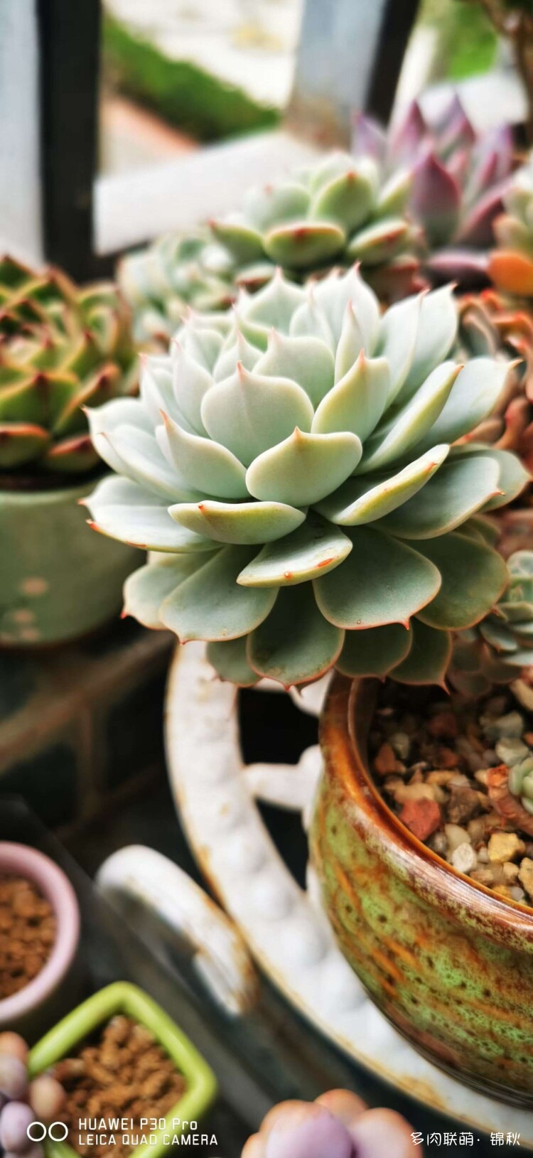 多肉像朵花