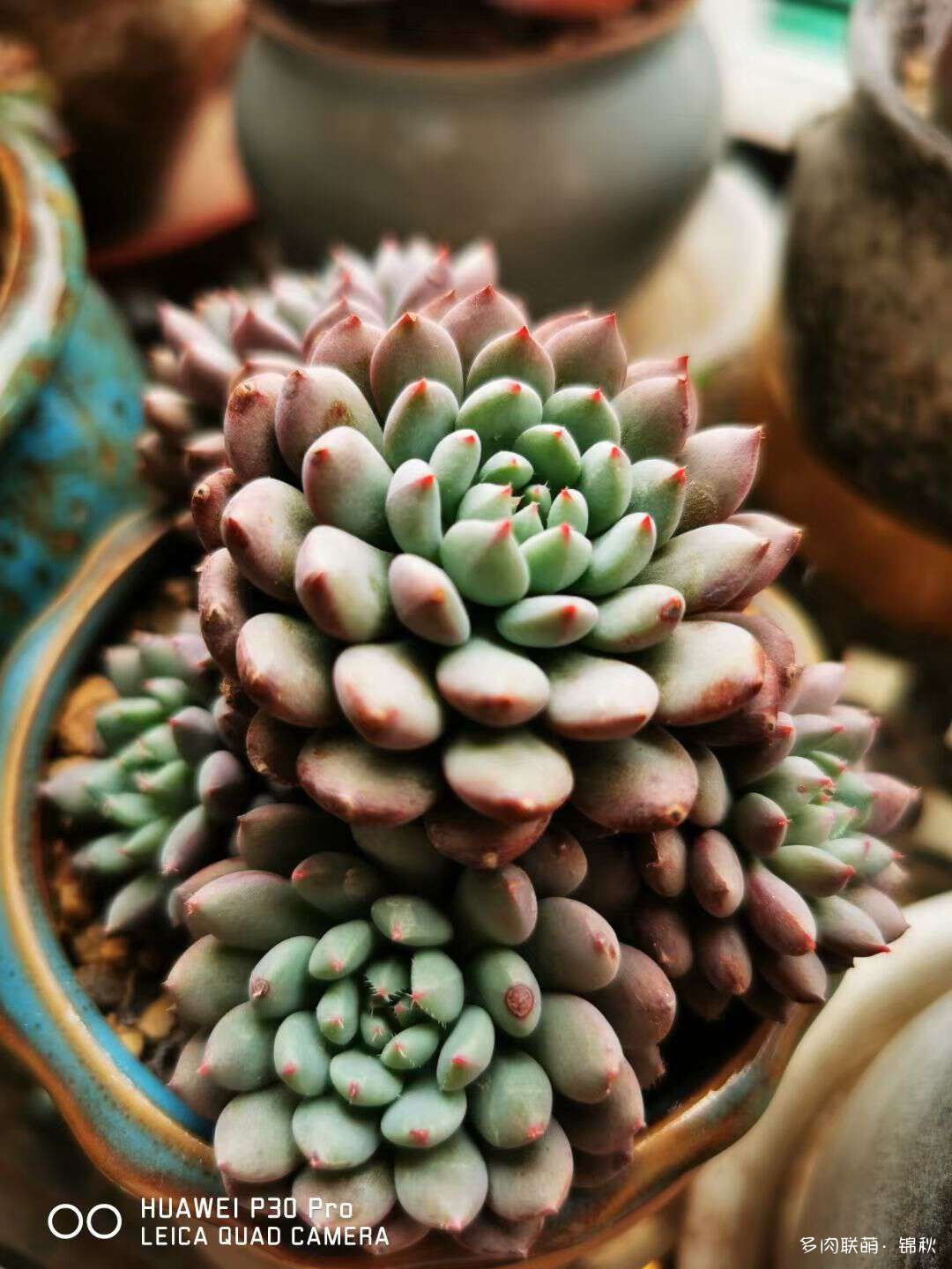 多肉像朵花