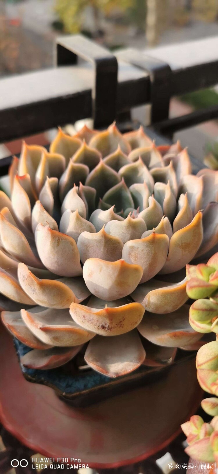 多肉像朵花