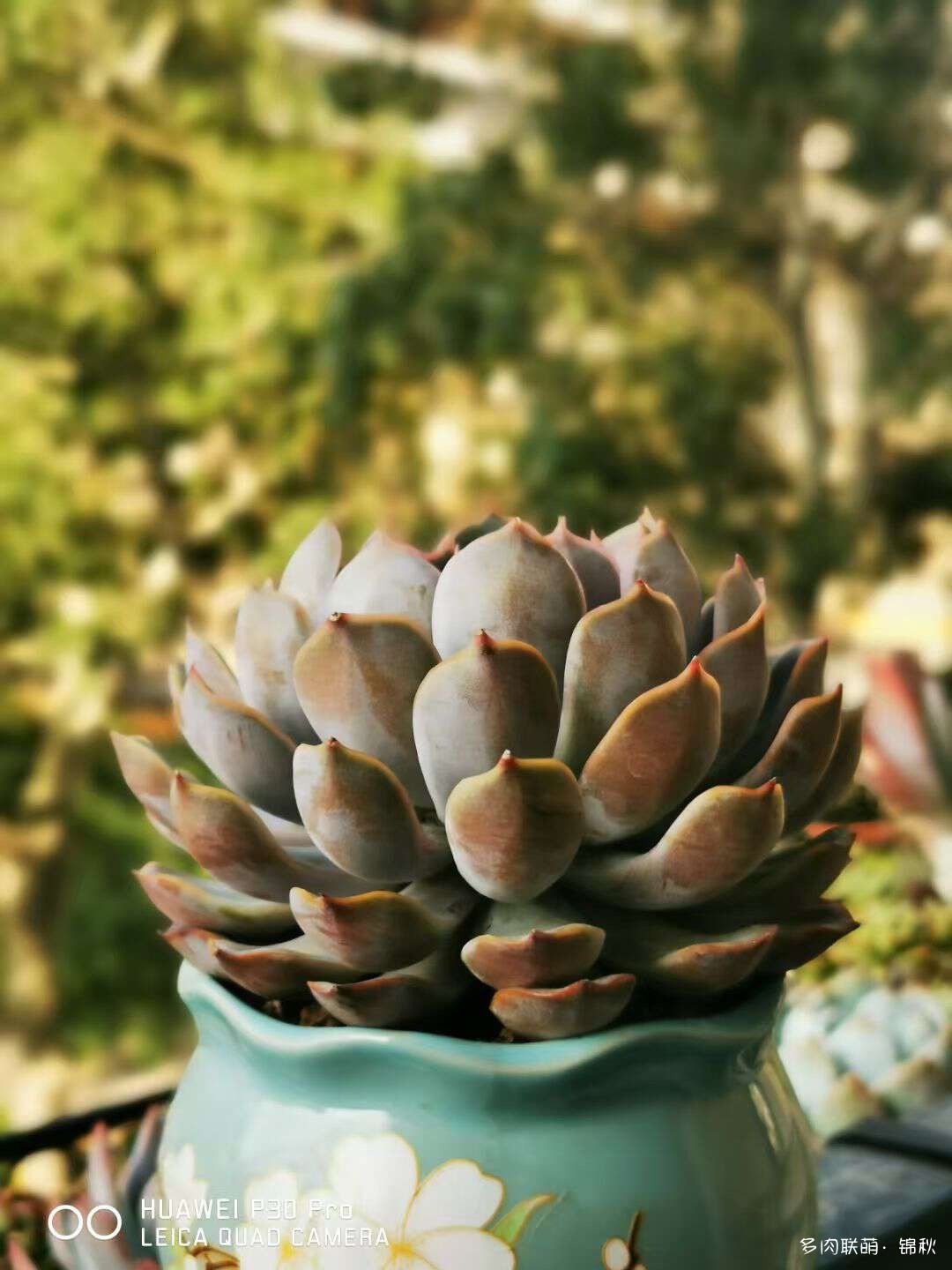 多肉像朵花