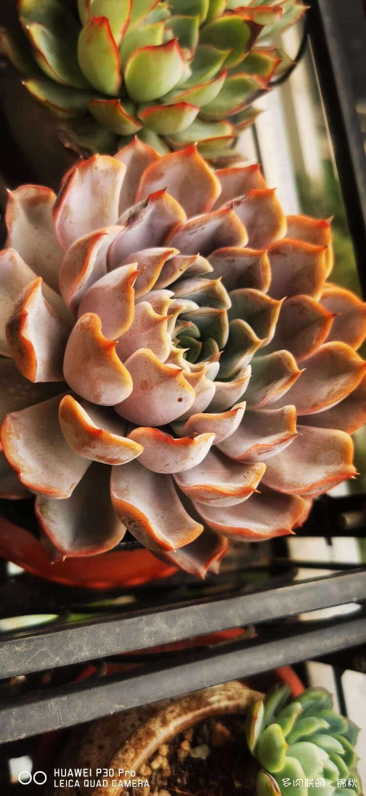 多肉像朵花
