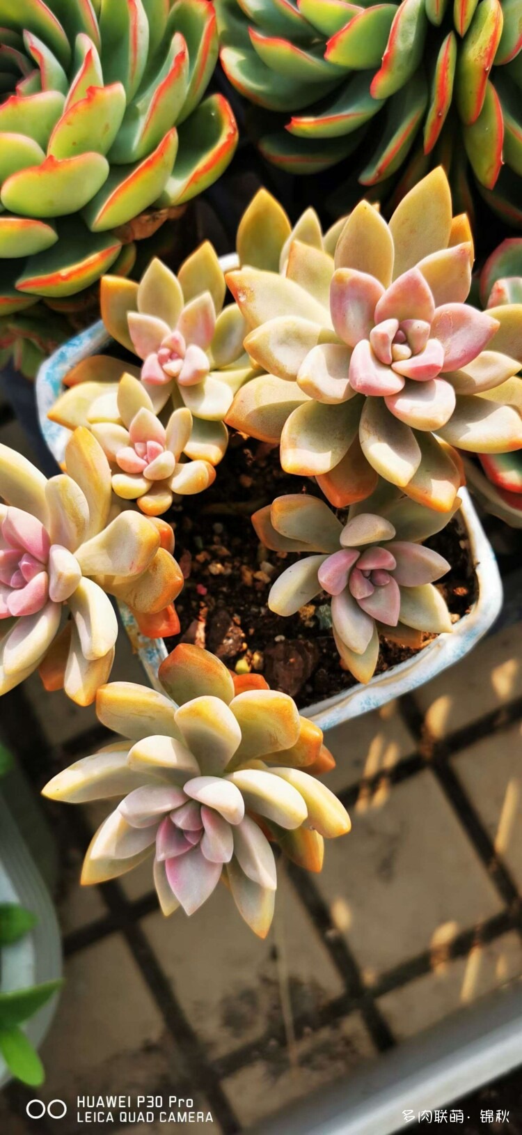 多肉像朵花