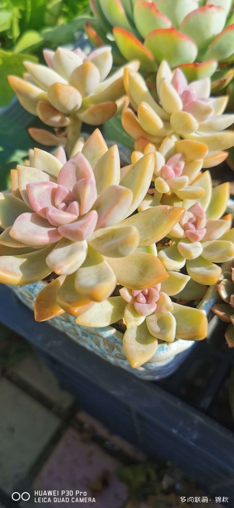 多肉像朵花
