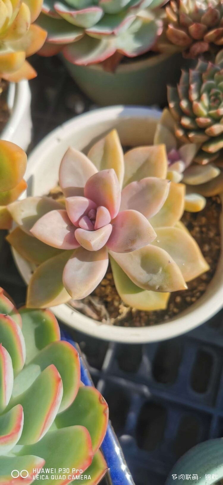 多肉像朵花