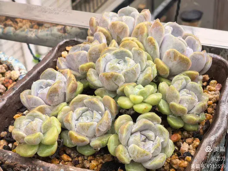 厦门已经有些年份的多肉在初夏的表现