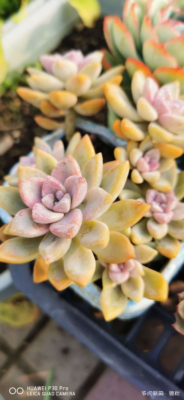多肉像朵花
