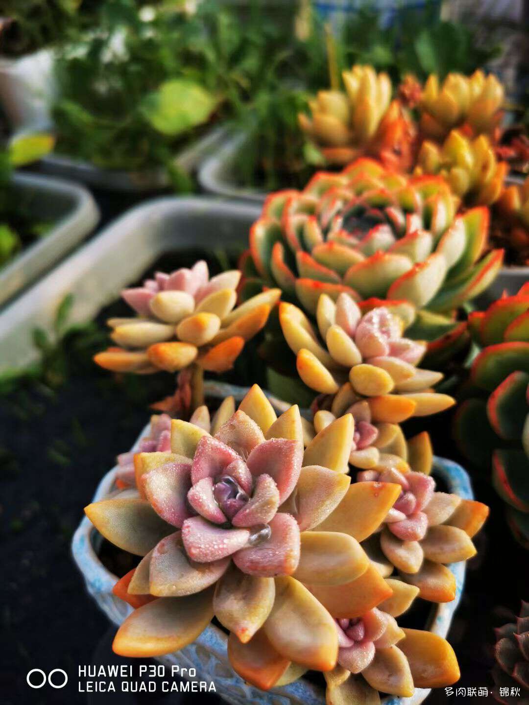 多肉像朵花