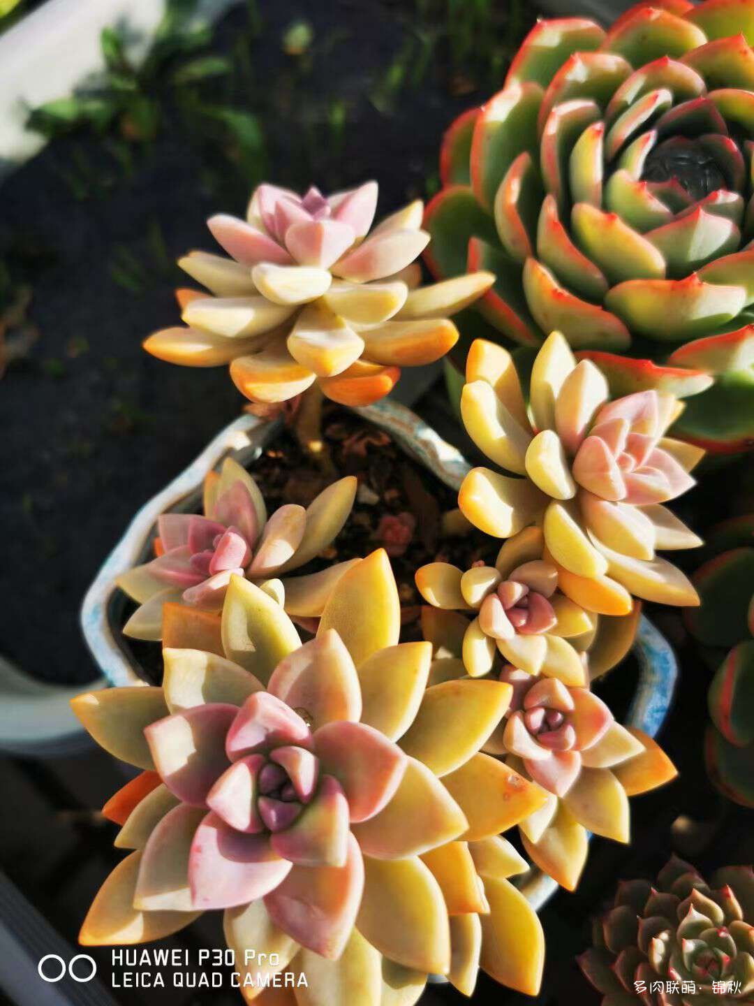 多肉像朵花
