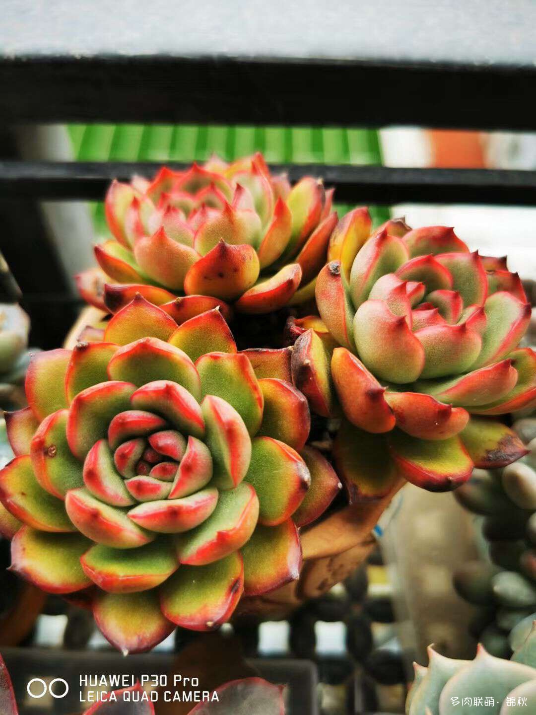 多肉像朵花