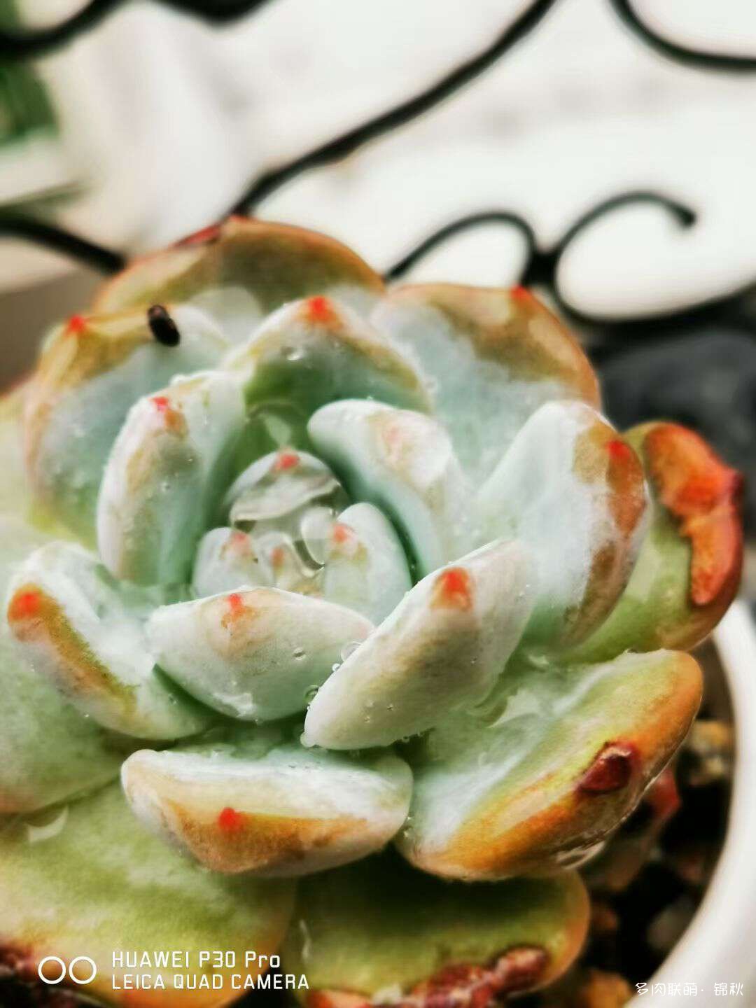 多肉像朵花