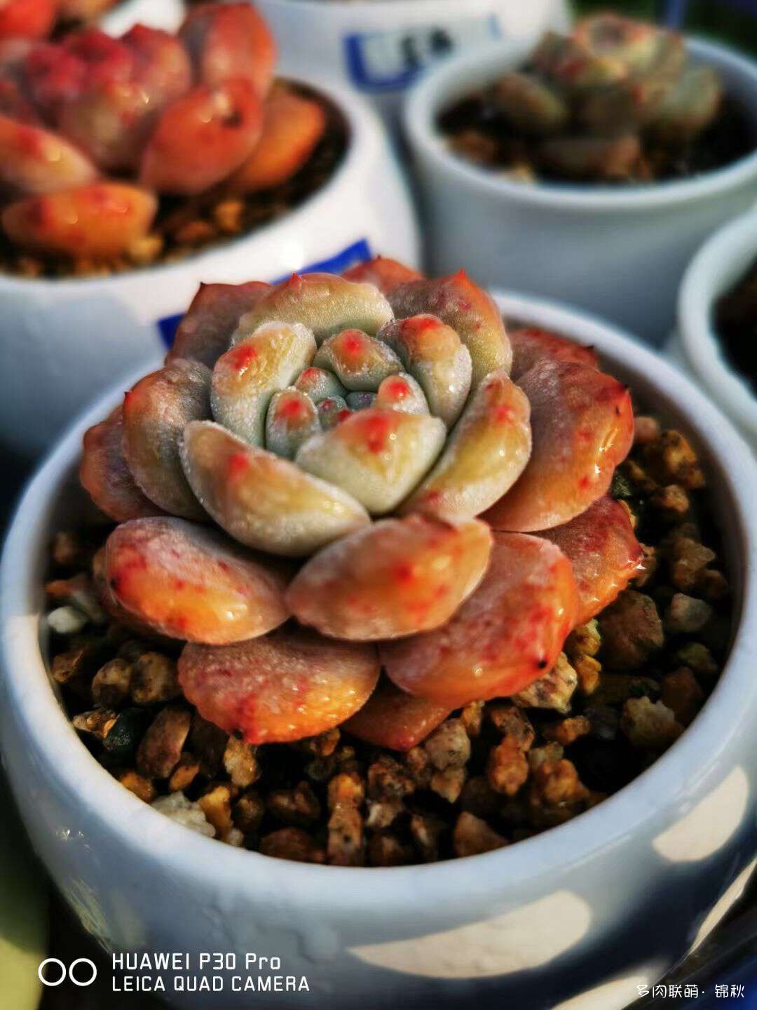 多肉像朵花